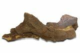 Hadrosaur Partial Ilium (Edmontosaurus) Bone - Wyoming #331008-1